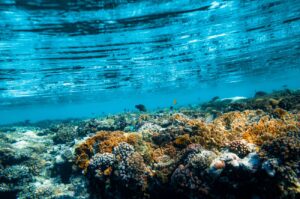 Underwater View of Coral Reefs and Marine Life in the Red Sea